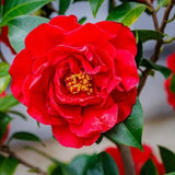 Red Camellia Live Plant, 6-10 Inch Tall, 4 Inch Pot