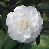 White Camellia Japonica Live Plant, 6-10 Inch Tall, 4 Inch Pot
