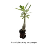 Pink Desert Rose Live Plant 4-7 Inches Tall