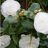 White Camellia Japonica Live Plant, 6-10 Inch Tall, 4 Inch Pot