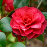Red Camellia Live Plant, 6-10 Inch Tall, 4 Inch Pot