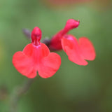 4 Red Salvia Sage Live Bushes, Landscape Flower Plant, 4-6 Inch Tall