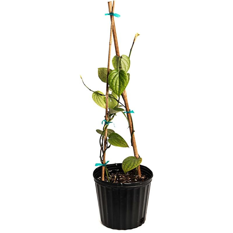 Hardy Black Pepper Plant Live for Planting, Piper Nigrum Tree for Outdoor, 4-6 Inches, No Pot, Fresh Pepper Plant for Outdoor Garden, Patio, or Container Planting