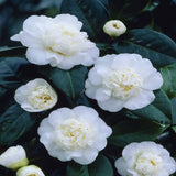 White Camellia Japonica Live Plant, 6-10 Inch Tall, 4 Inch Pot