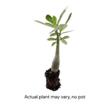 Combo 2 Random Mix Desert Rose Live Plant 4-7 Inches Tall