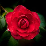 Red Camellia Live Plant, 6-10 Inch Tall, 4 Inch Pot