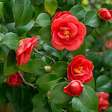 Red Camellia Live Plant, 6-10 Inch Tall, 4 Inch Pot