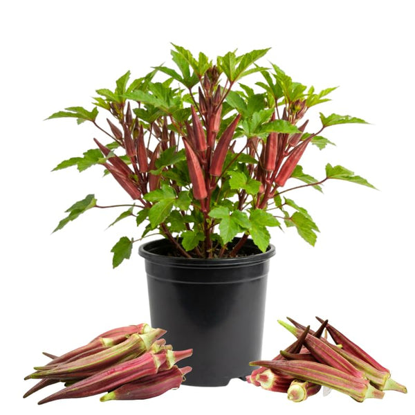 2 Red Okra Plants Live, Vegetable Starter Plant, 4-8 Inch Tall, 5 Inch Pot