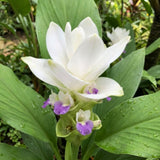 2 White Ginger Live Plants, Ornamental Flowering Ginger Plant for Indoor Outdoor, Colorful Blooming Gingers 4-6 Inches