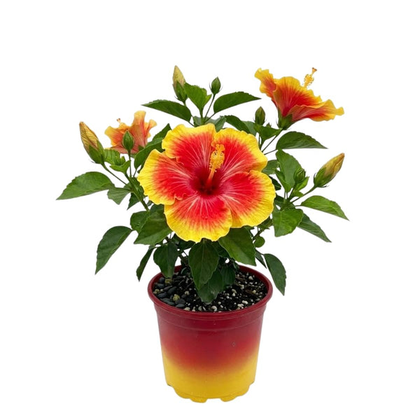 Yellow Hibiscus Live Plant, Indoor Outdoor Plant, 5-7 Inch Tall