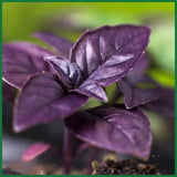 Purple Basil Live Plant, Starter Herb Plant, 3-5 Inch Tall, 3.5 Inch Pot