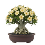 Yellow Live Desert Rose Plant, Home Garden Plant, 4-6 Inch Tall