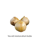 3 Purple Allium Bulbs for Planting, Starter Plant