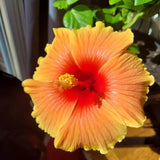 4 Red Yellow Hibiscus Live Plants, Large Bloom Shrub, 4-8 Inch Tall