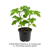 2 Red Okra Plants Live, Vegetable Starter Plant, 4-8 Inch Tall, 5 Inch Pot