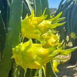 3 Yellow Dragon Fruit Trees Live Plants, Outdoor Garden Fruit Plant