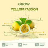 Passionfruit Plant Live, Starter Plant, 4-6 Inch Tall