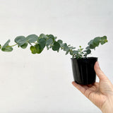 Silver Eucalyptus Tree Plant Live, Foliage Tree, 3-6 Inch Tall, 4 Inch Pot