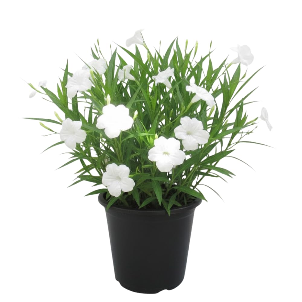 6 White Mexican Petunia Live Plants, Hardy Perennial Flowers, 4-6 Inch Tall