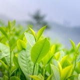 Green Tea Plant Live, Large Camellia Tree for Outdoor Planting, 4-9 in Tall