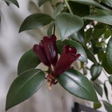 Purple Star Lipstick Plant Live, Well-Rooted Houseplant, 4 Inch Pot