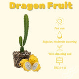 3 Yellow Dragon Live Plants, Yellow Fruits Tree, 3-7 Inch Tall