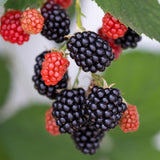 2 Ouachita BlackBerry Plants Live, Fruit Bush, 4-7 Inch Tall