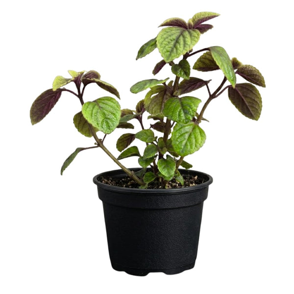 2 Purple Swedish Ivy Live Plants, Houseplant, 4-6 Inch Tall