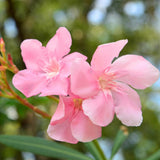 2 Pink Oleander Plants Live, Home Garden Plant, 4-6 Inch Tall