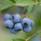 2 Emerald Blueberry Live Plants, Home Garden Plant, 4-7 Inch Tall