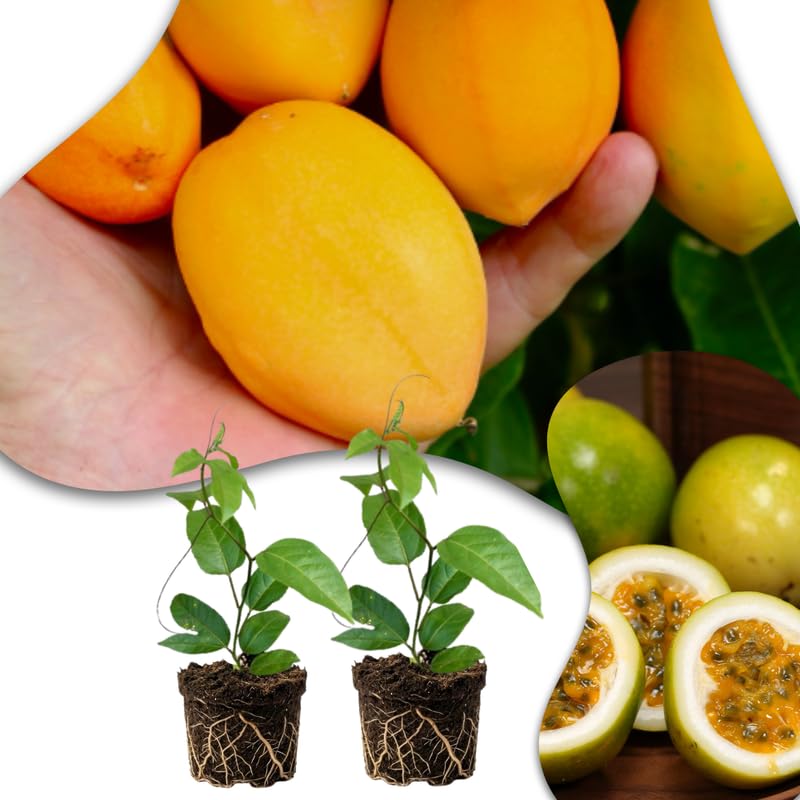 Set 2 Jamaican Golden Passion Fruit Plants Live, Fast-Growing Passionfruit Vine Live Plants Tree for Full Sun Growing, Summer Planting, 4-7 Inches, No Pot, Hardy Tropical Trellis Planting