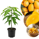 Mango Live Plant, Garden Fruit Tree, 6-10 Inch Tall, 4 Inch Pot