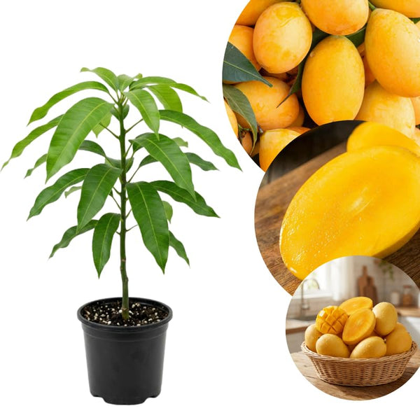 Mango Live Plant, Garden Fruit Tree, 6-10 Inch Tall, 4 Inch Pot