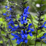 4 Black Blue Salvia Sage Bushes, Flowering Plant, 4-6 Inch Tall