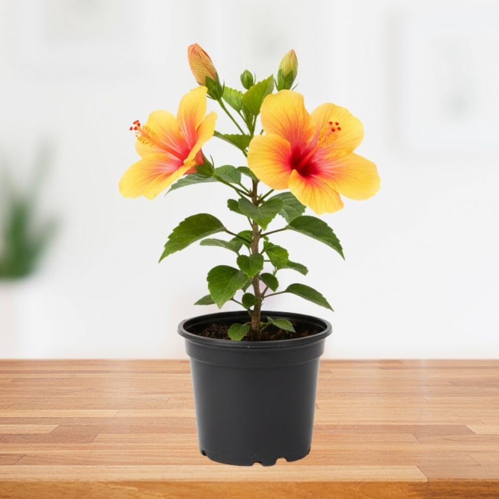 Red Yellow Hibiscus Plant 5-7", in Pot