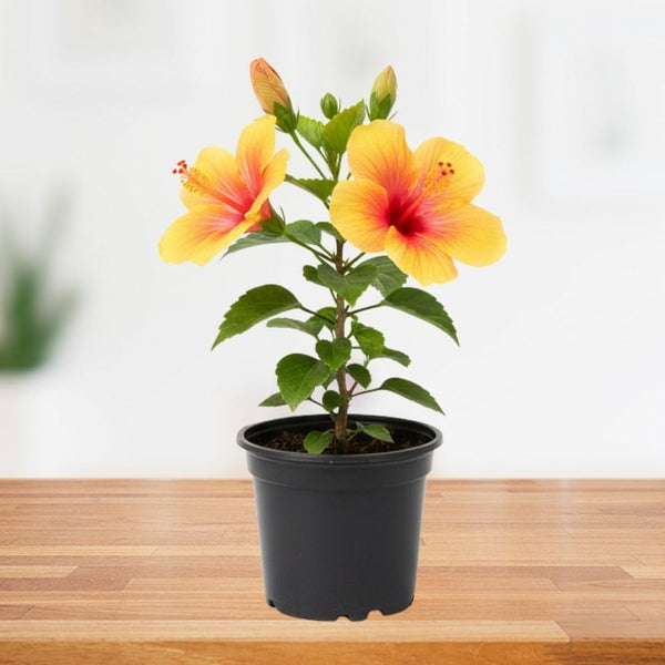 Red Yellow Hibiscus Plant 5-7", in Pot