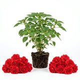 2 Random Impatiens Live Plants, 5-7 Inch Tall