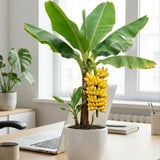 3 Truly Tiny Banana Trees Live Plants, Starter Plant, 3-5 Inch Tall