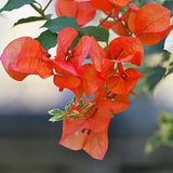2 Orange Bougainvillea Live Plants, Fence Trellis Vine, 4-7 Inch Tall