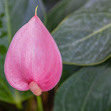 Pink Anthurium Live Plant, Miniature Blooming Plant, 4 Inch Pot