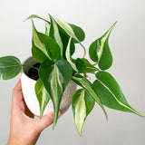 Stripe Philodendron Live Plant 4-6 Inches, Easy Care Indoor Houseplant for Home and Office, Tropical Foliage Philodendron