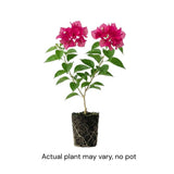 Set 2 Barbara Karst Bougainvillea Live Plant 5-7 Inch Tall