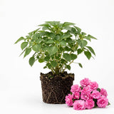 Pink Double Impatiens Live Plant, 5-7 Inch Tall