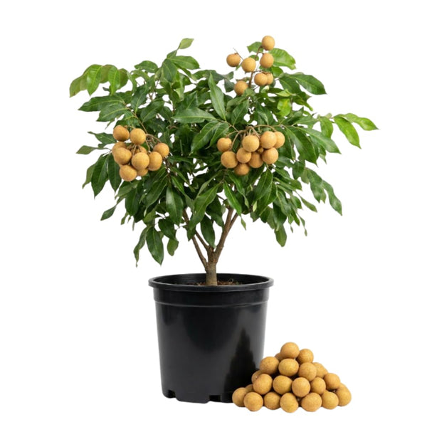 Longan Live Plant, Indoor Outdoor Fruit Tree, 8-10 Inch Tall, 4 Inch Pot