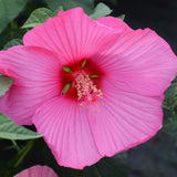 4 Pink Hibiscus Live Plants, Flower Plant, 4-8 Inch Tall