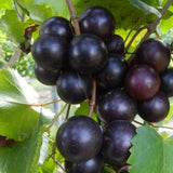 3 Delicious Grape Vine Live Plants, Well-Rooted Grape Vine, 3-5 Inch Tall