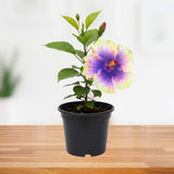 Purple Yellow Hibiscus Plant 5-7" Tall