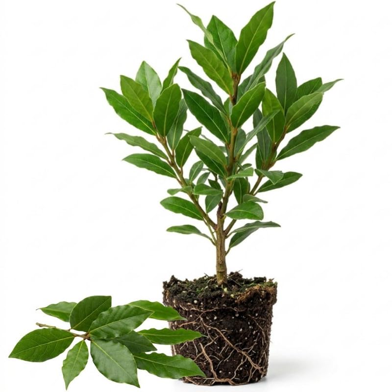 Bay Laurel Tree Live Plant, Fragrant Herb Plant, 4-7 Inch Tall