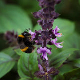 2 African Blue Basil Plants Live, 3-6 Inches Tall