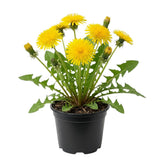 Yellow Dandelion Plant Live, Edible Herb Flower Plant, 4-7 Inch Tall